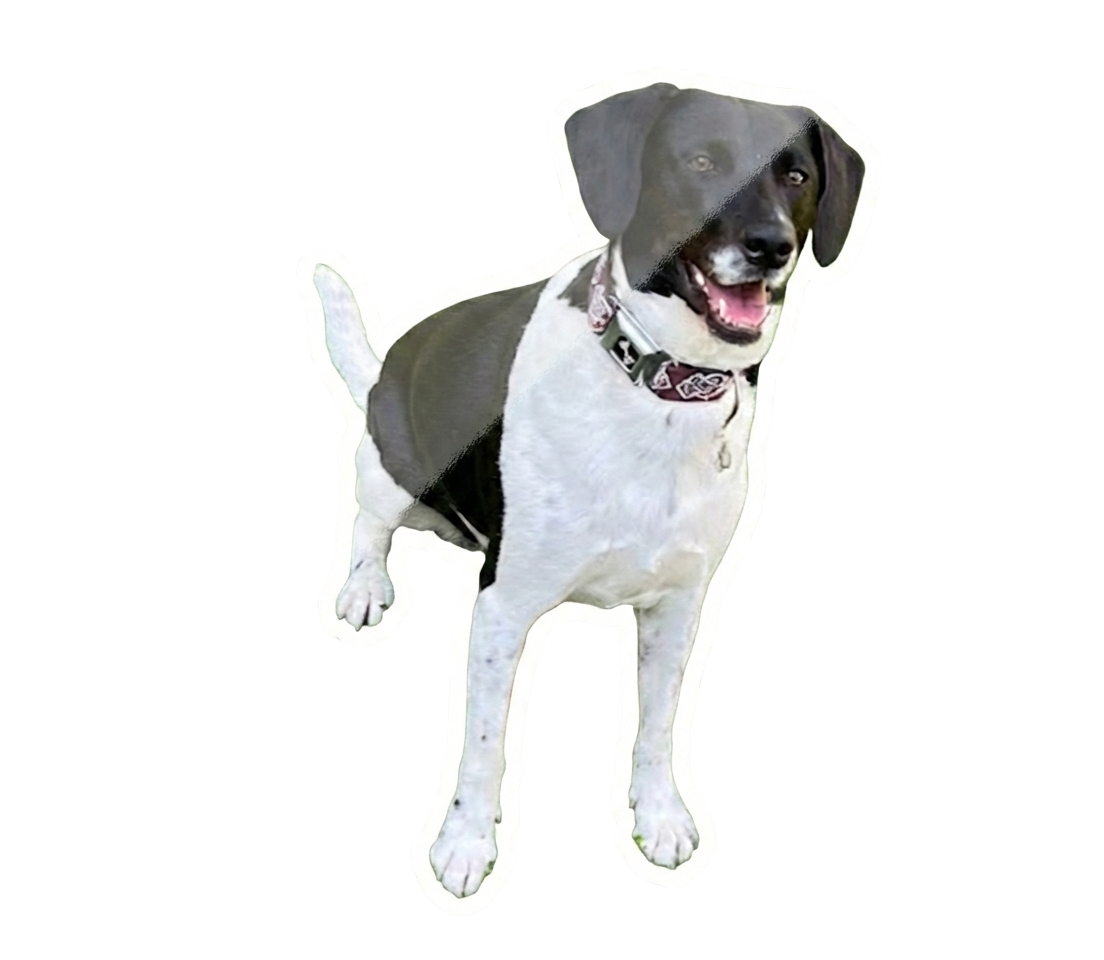 Mimi - BetterDog Demo Dog