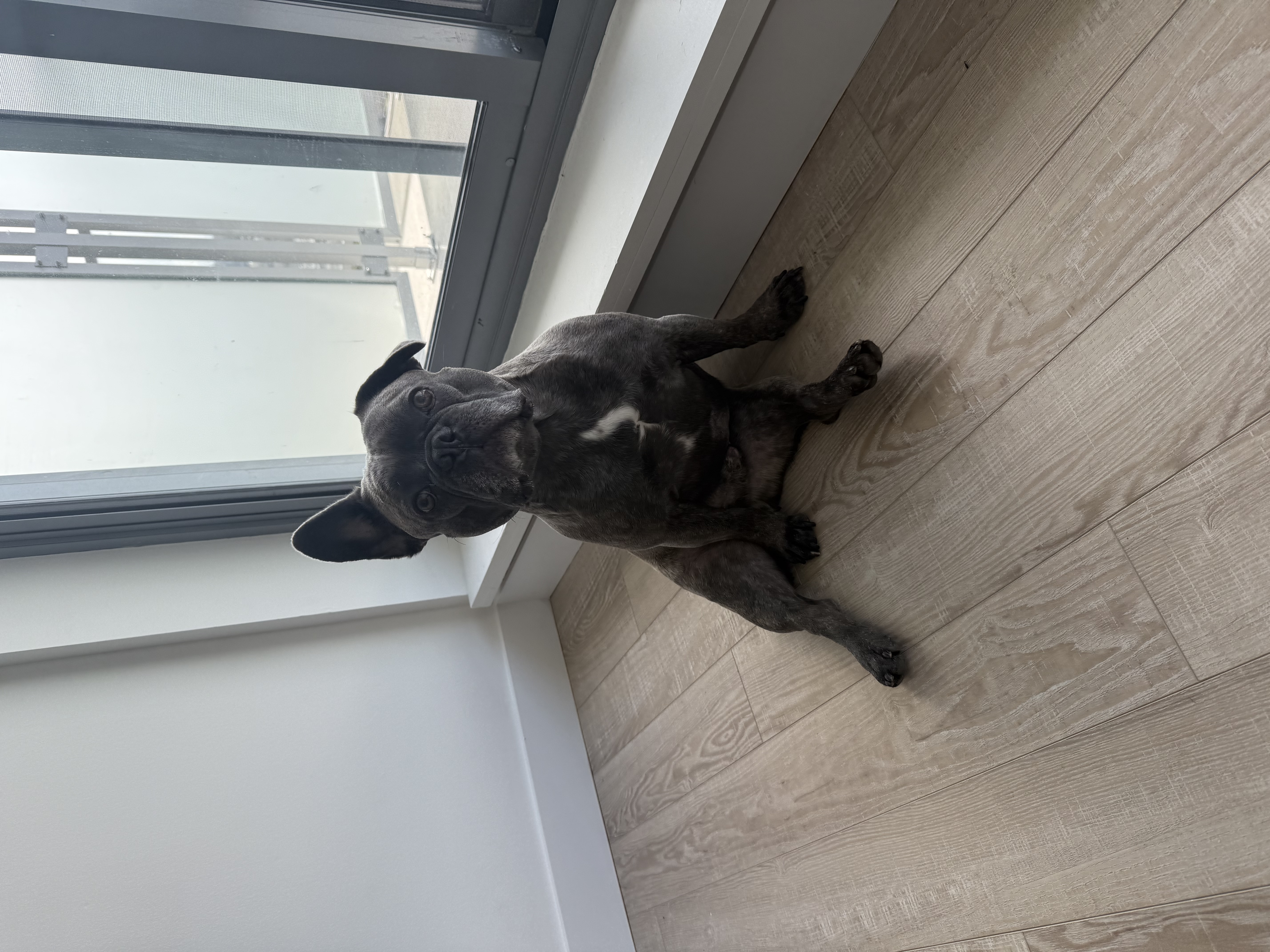 Major, quand il était chiot.