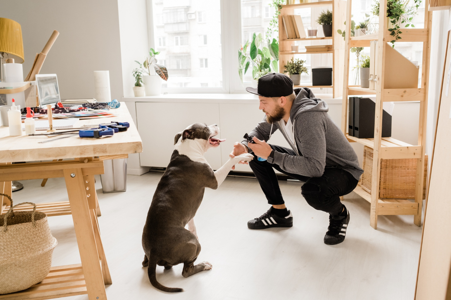 House Train Your Dog Ottawa