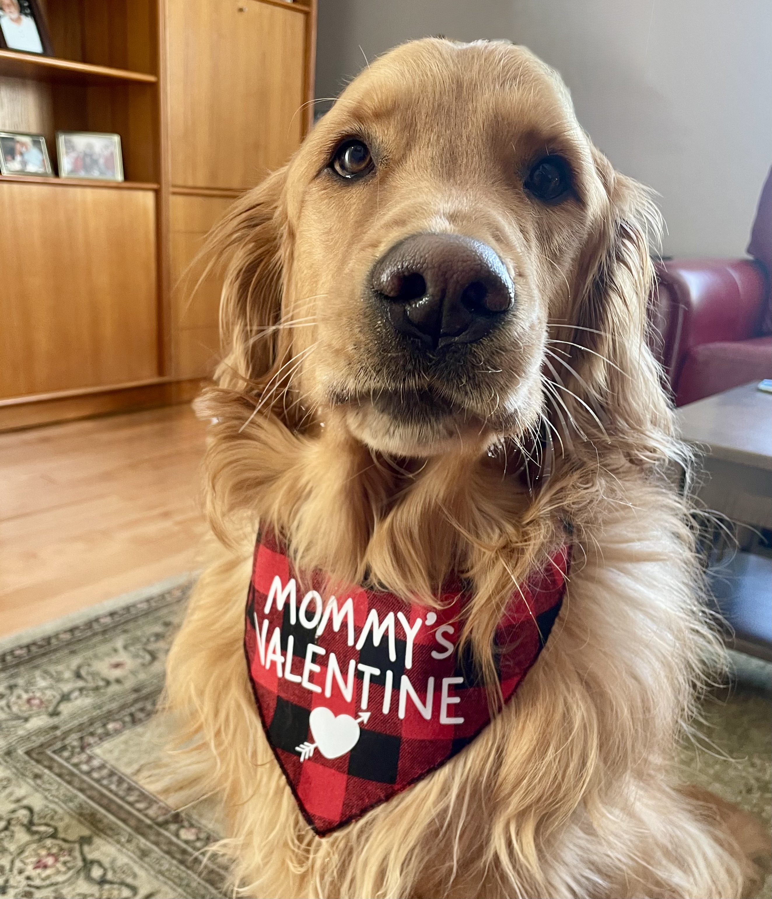 Hunter — Golden Retriever