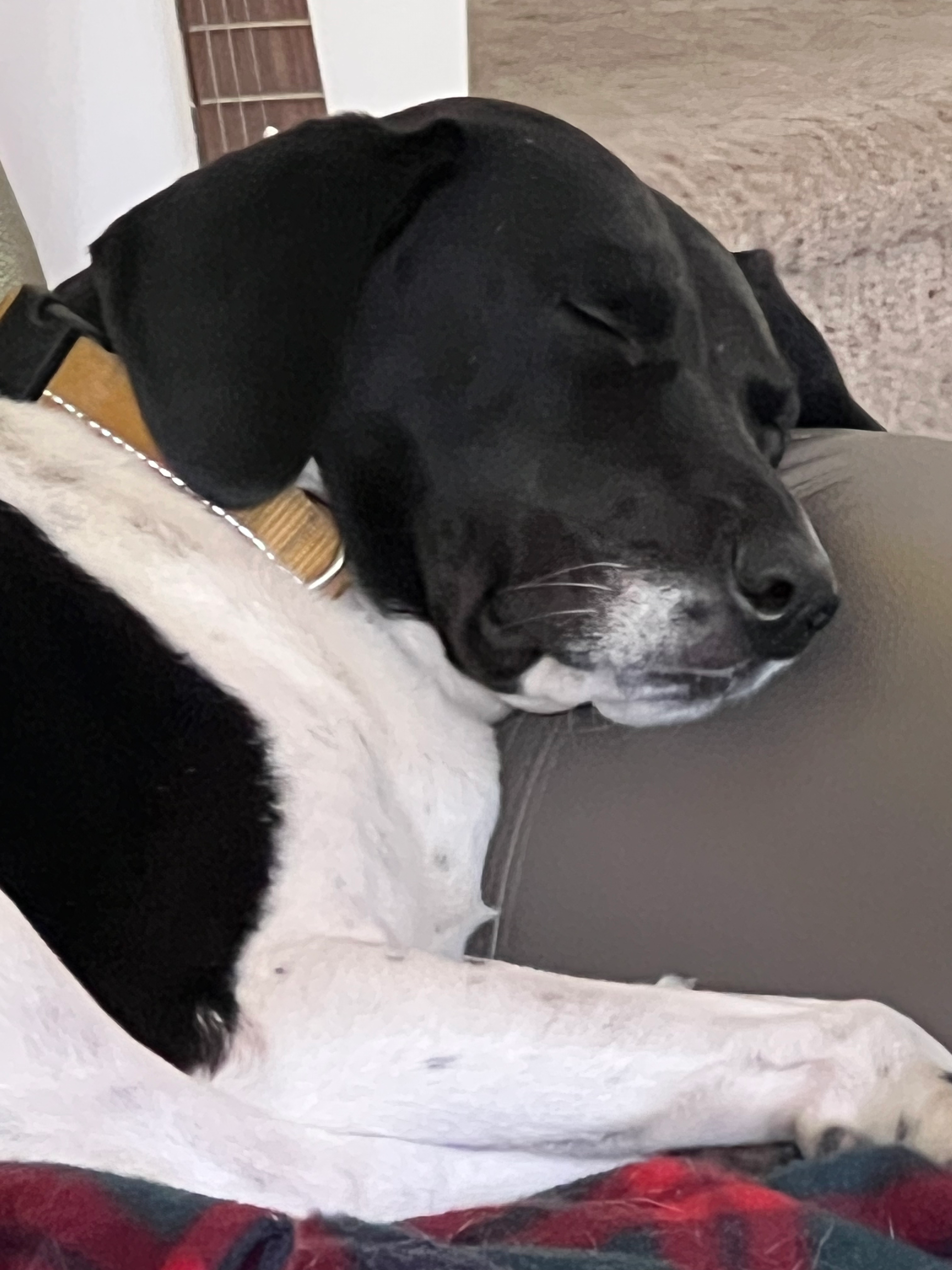 Chien au repos à la maison, photo 4
