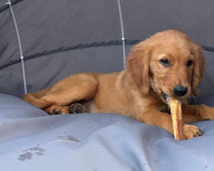 Monsieur — Golden Retriever