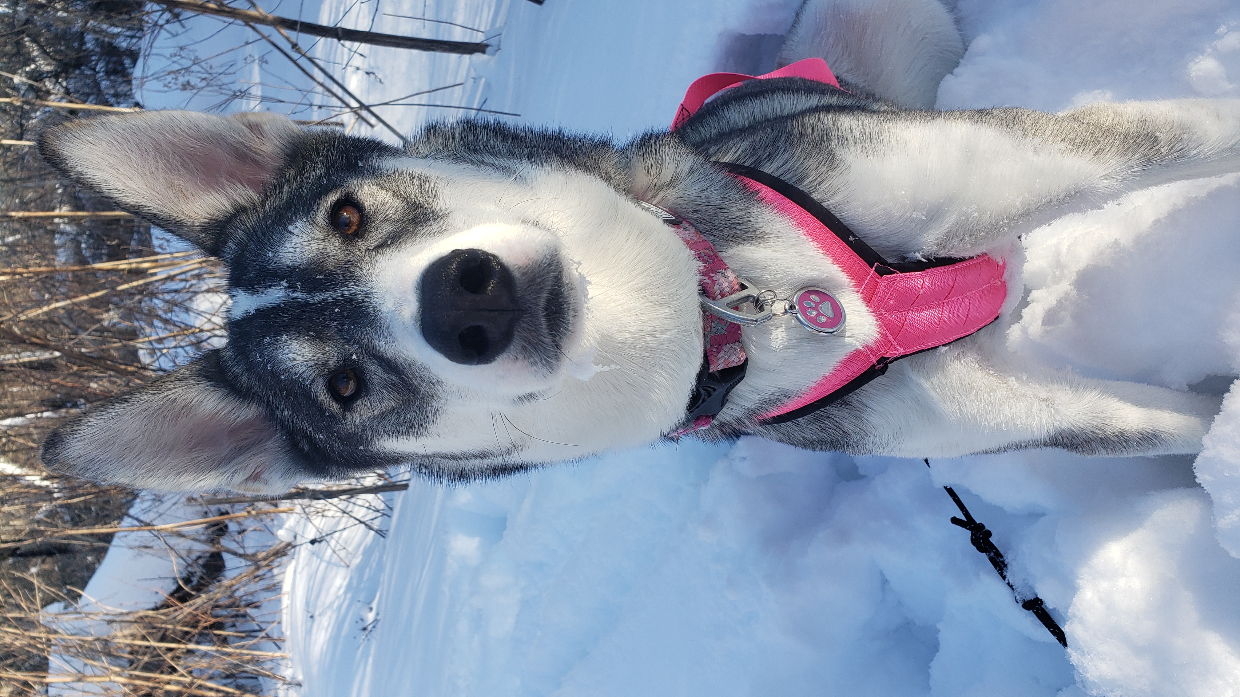 Tula — Husky