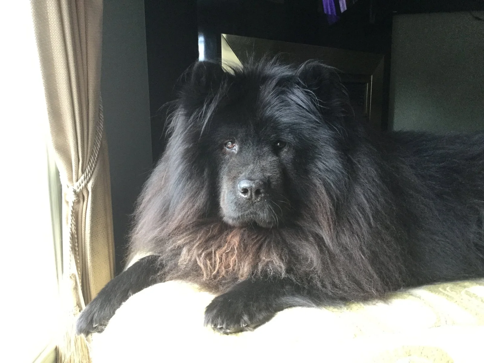 Maddoxx resting indoors