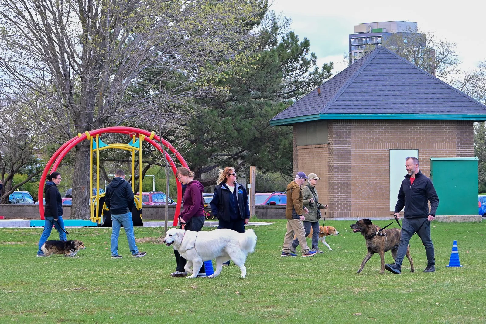 BetterDog dogs and their people at a Pack Walk