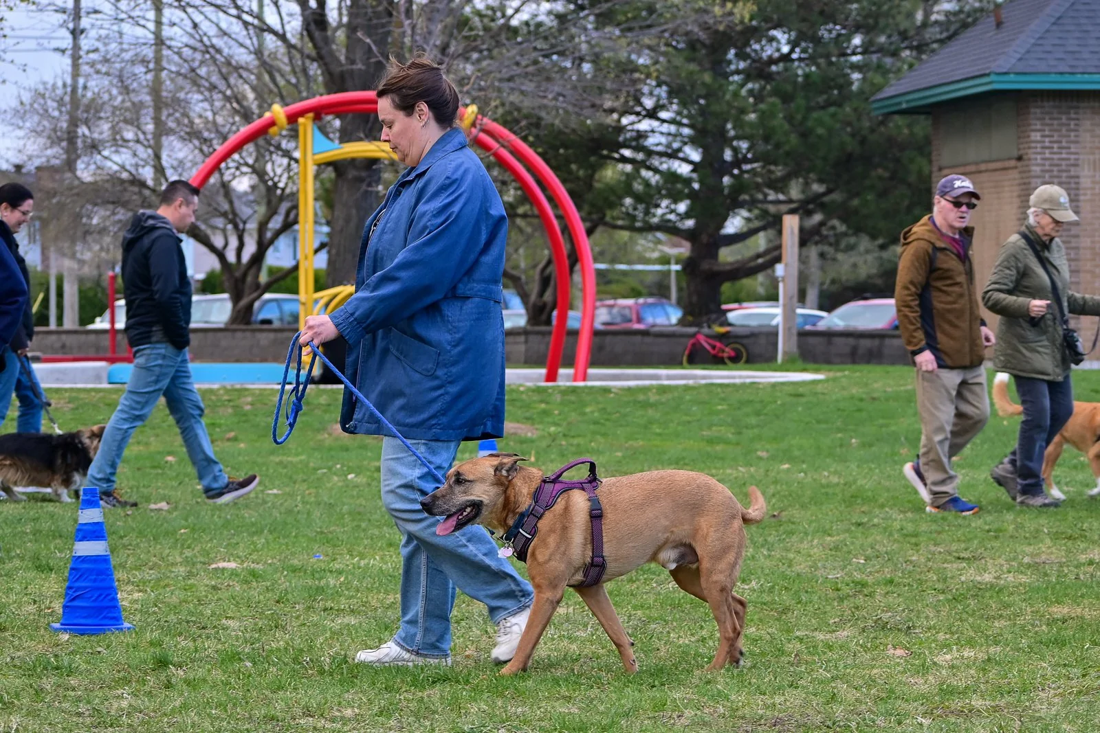 BetterDog dogs and their people at a Pack Walk