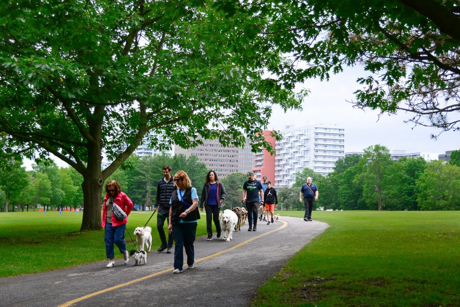 BetterDog dogs and their people at a Pack Walk