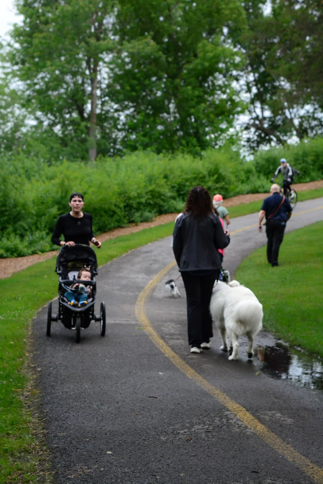 BetterDog dogs and their people at a Pack Walk