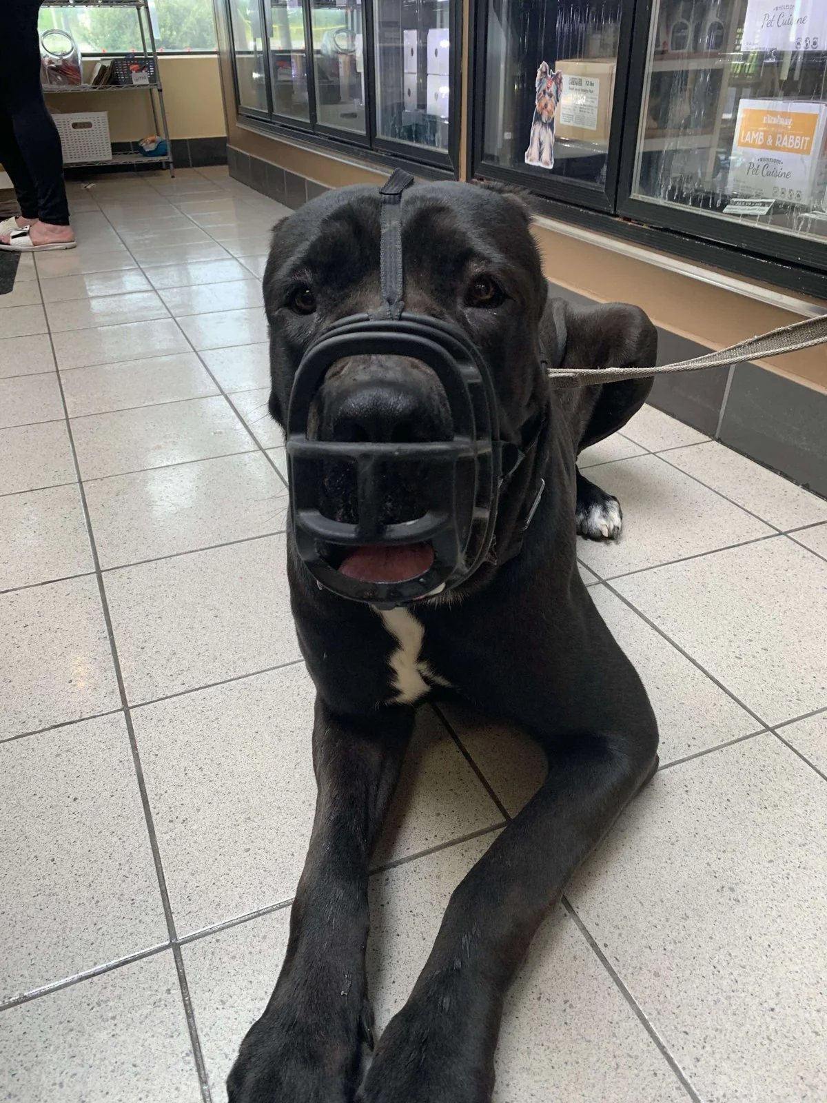 A black dog wearing a basket muzzle