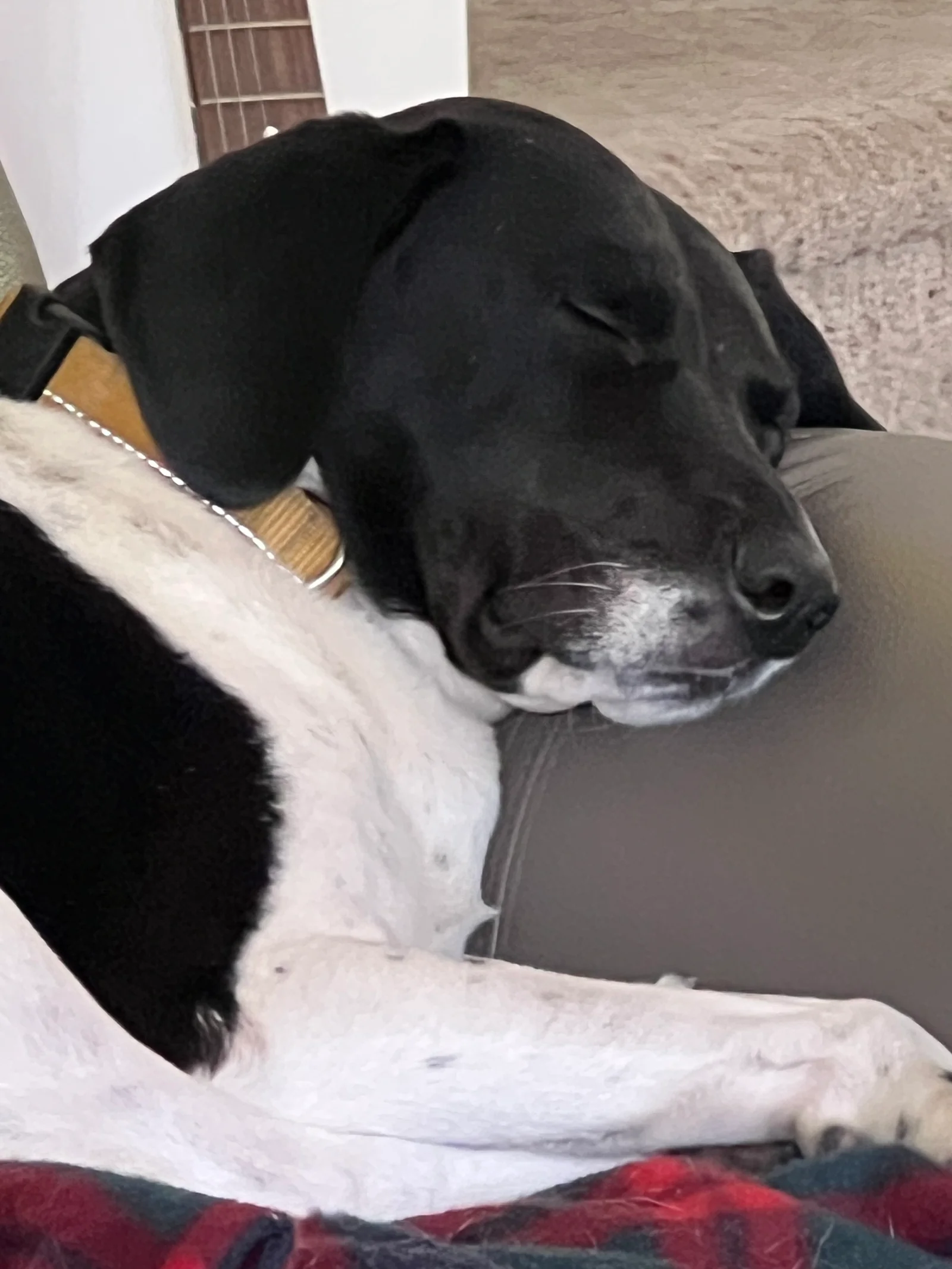 Dog resting at home, photo 4