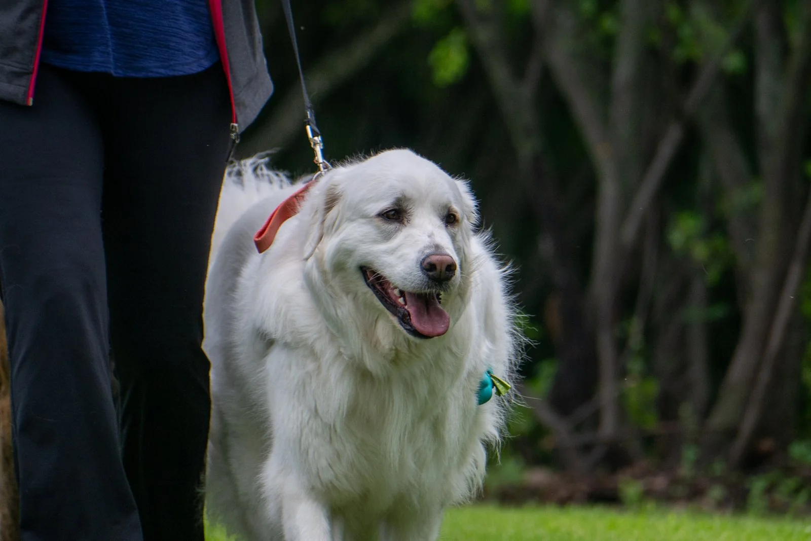 BetterDog dogs and their people at a Pack Walk