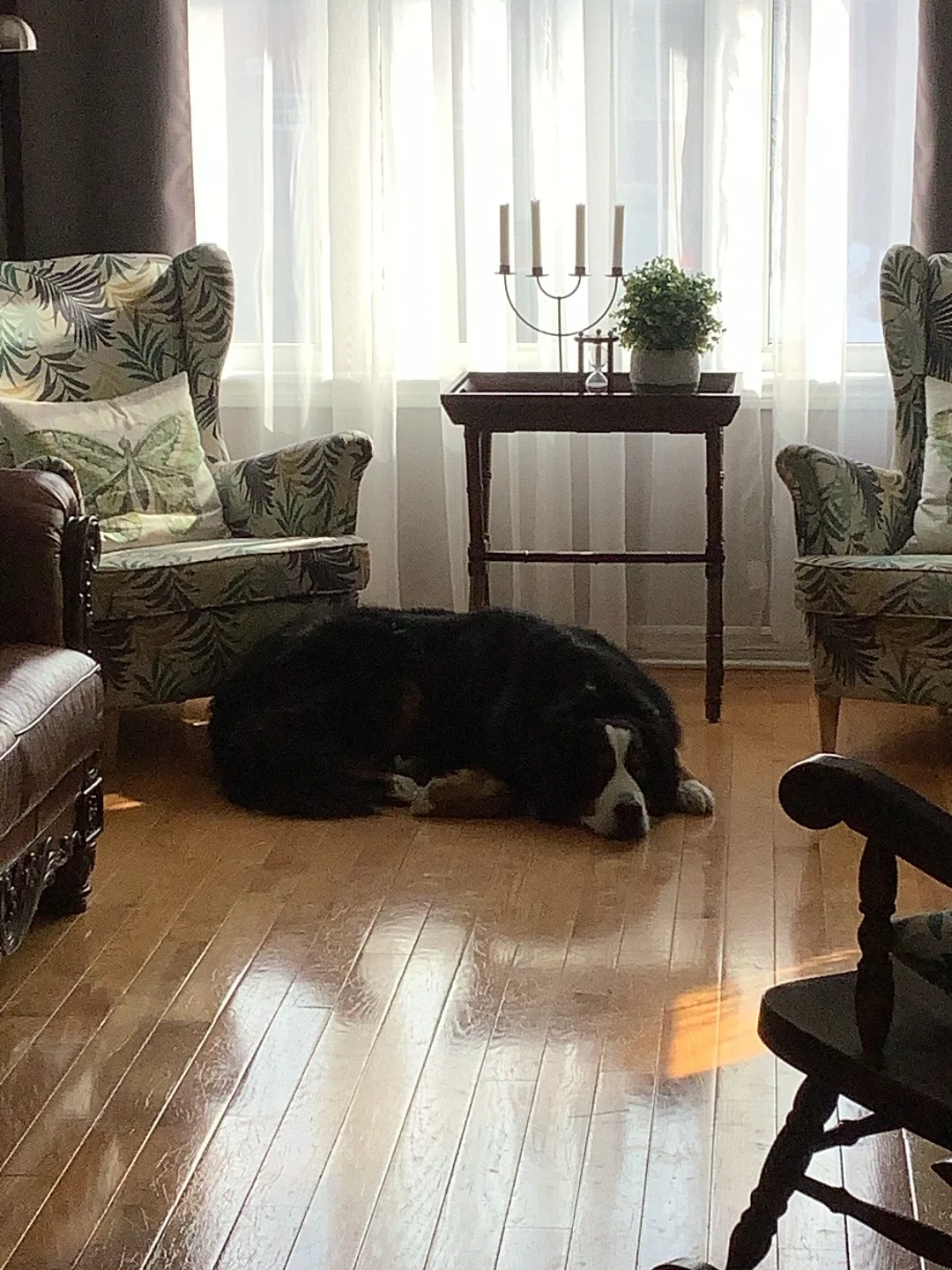 Dog resting at home, photo 3