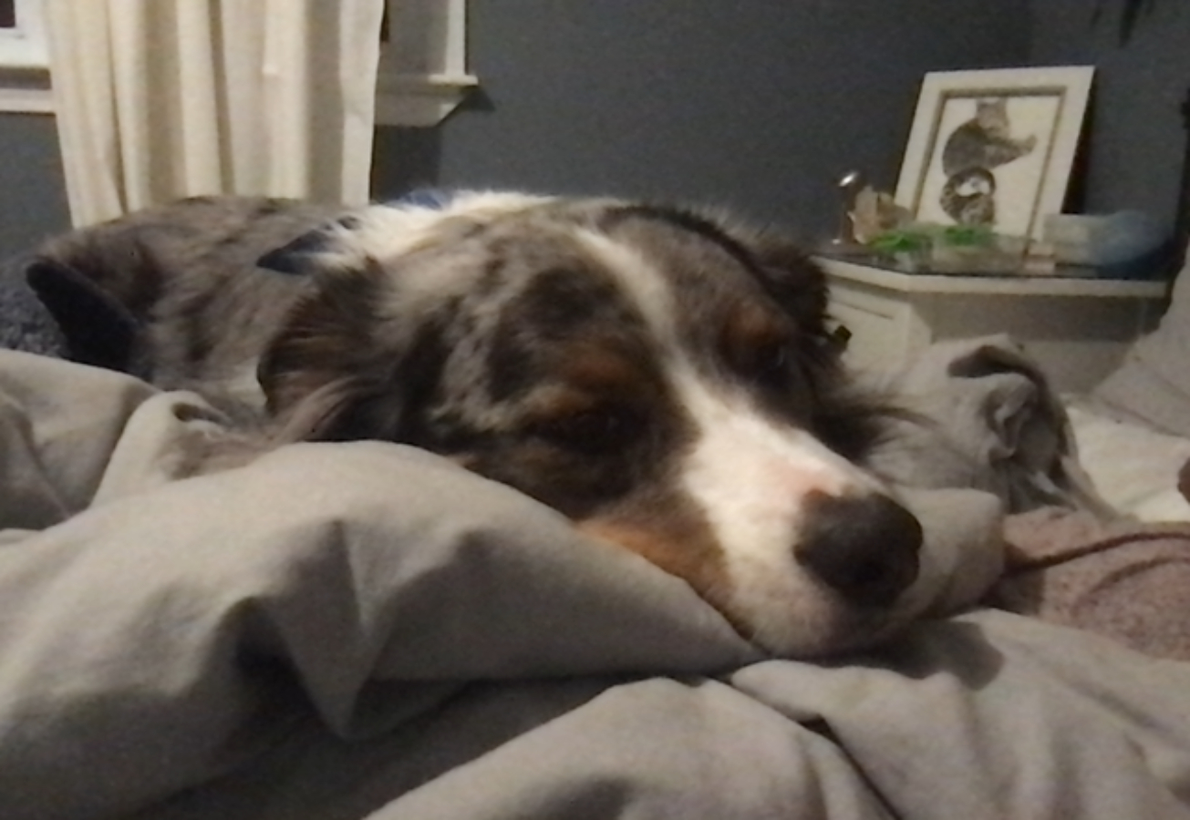 Chien au repos à la maison, photo 1