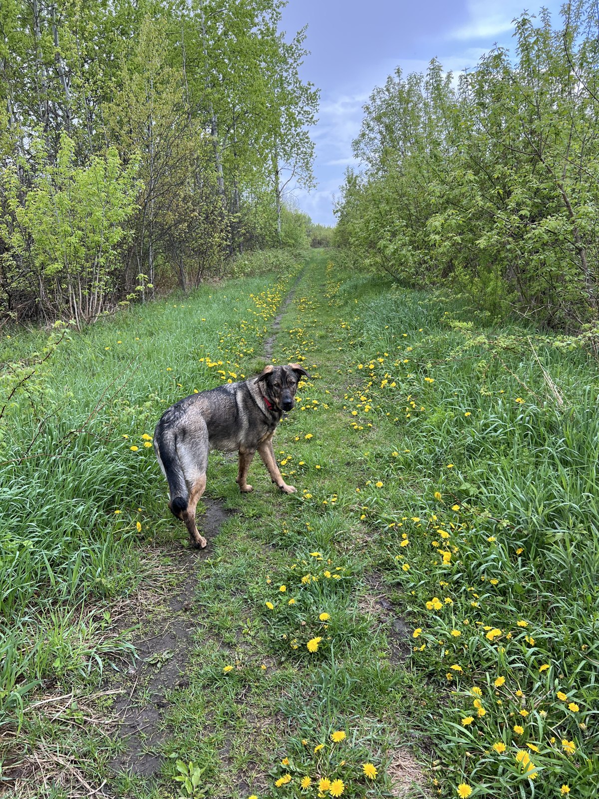 Mimi exploring a wooded trail