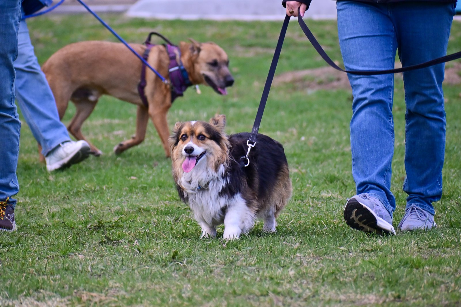 Oliver walking with another dog at a BetterDog Pack Walk