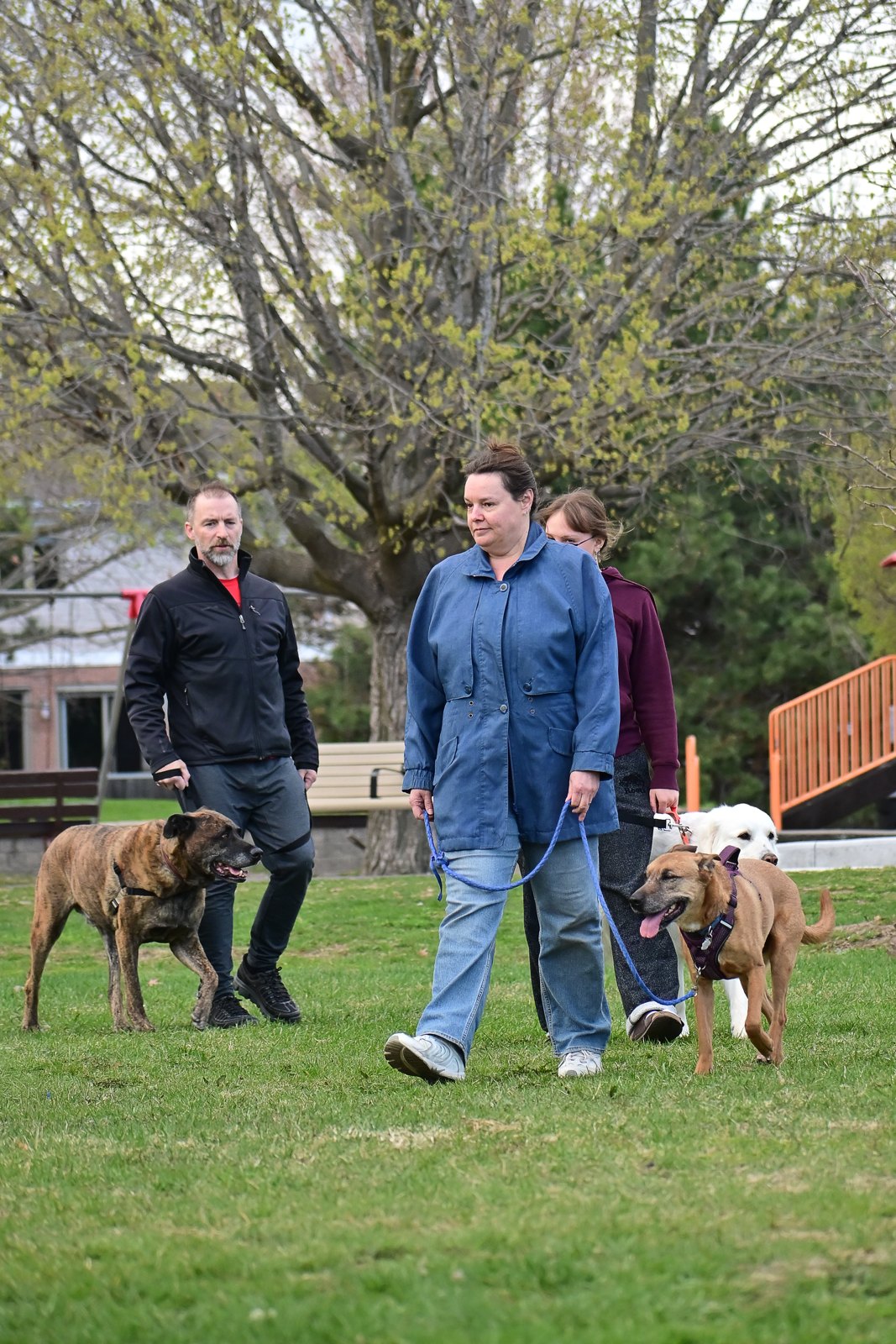 BetterDog dogs and their people at a Pack Walk