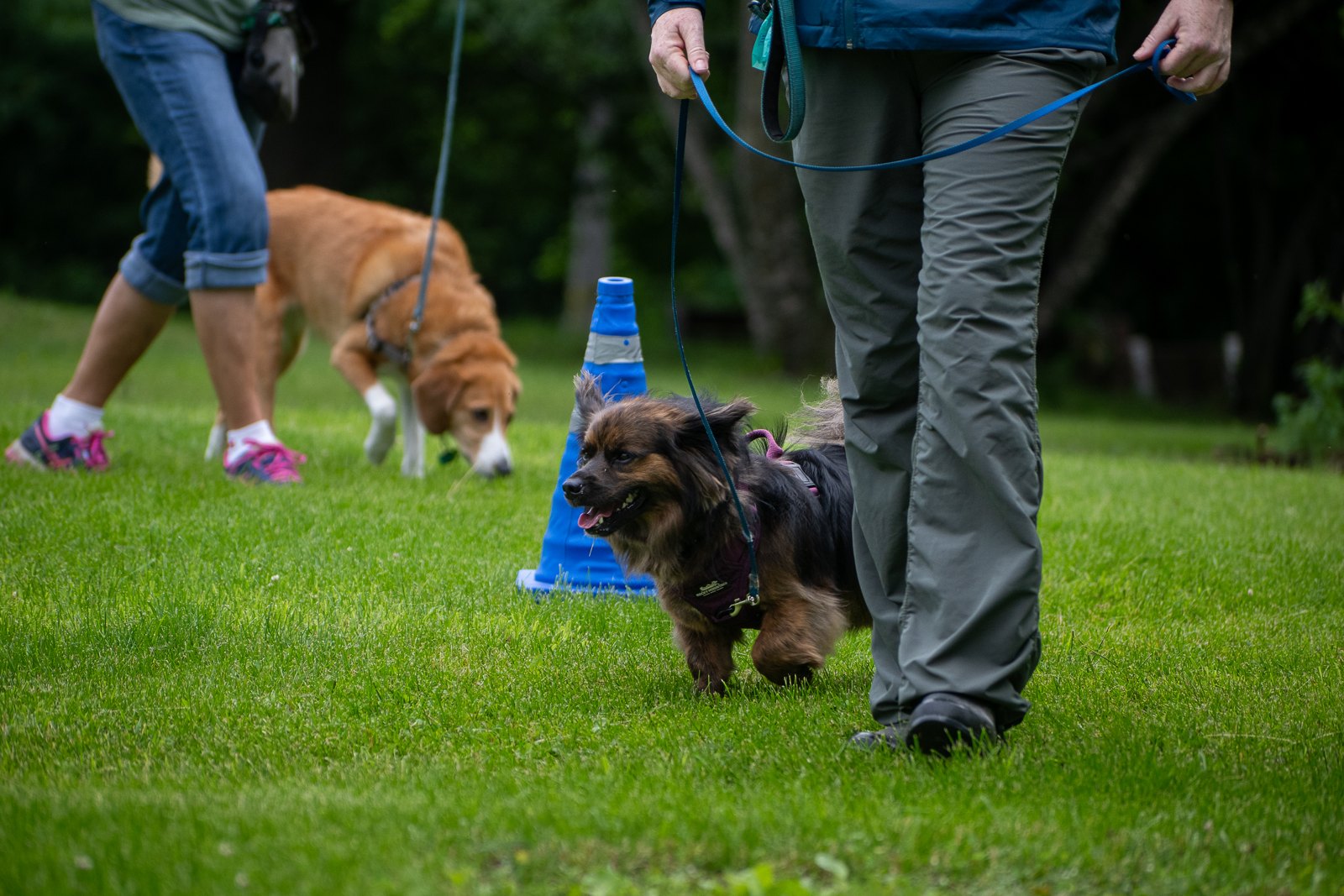 BetterDog dogs and their people at a Pack Walk