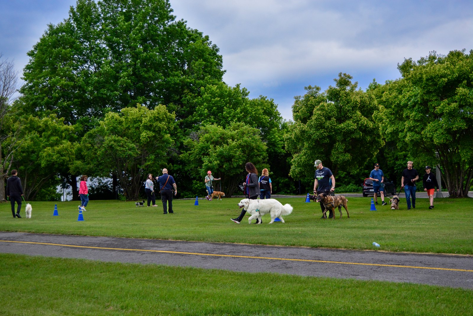BetterDog dogs and their people at a Pack Walk