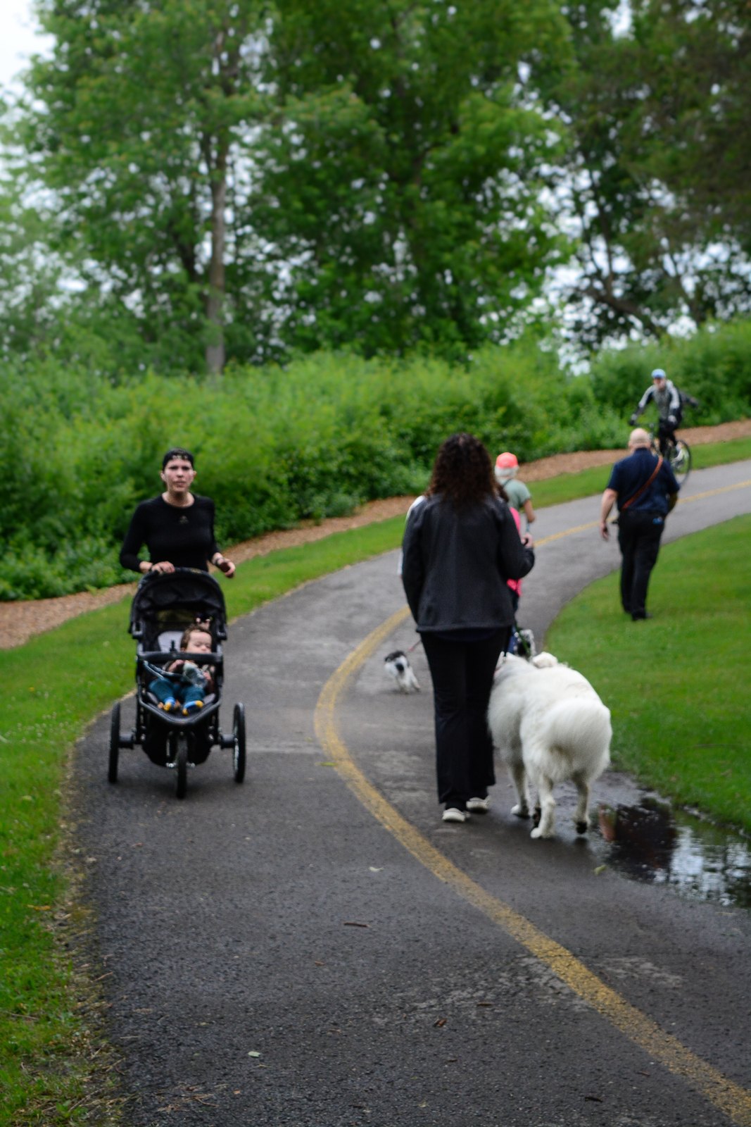 BetterDog dogs and their people at a Pack Walk