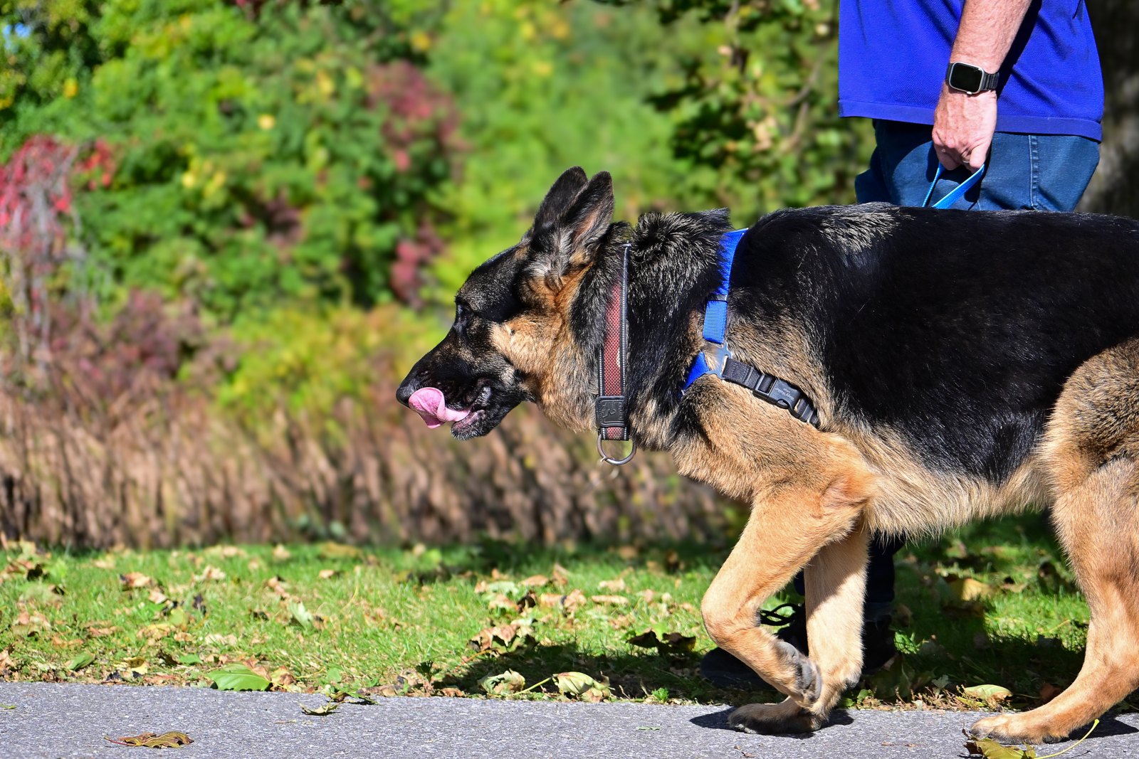 BetterDog dogs and their people at a Pack Walk