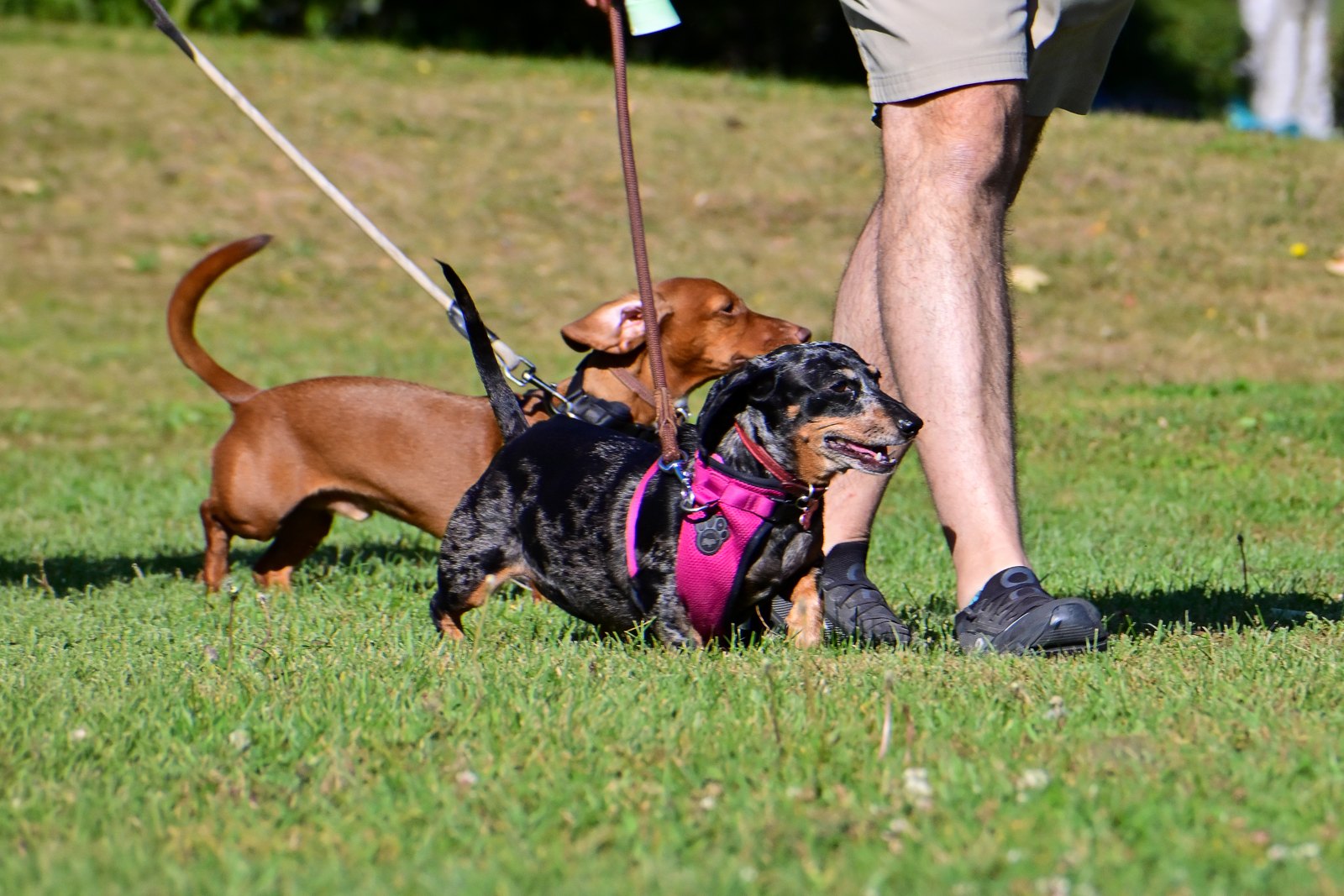 BetterDog dogs and their people at a Pack Walk