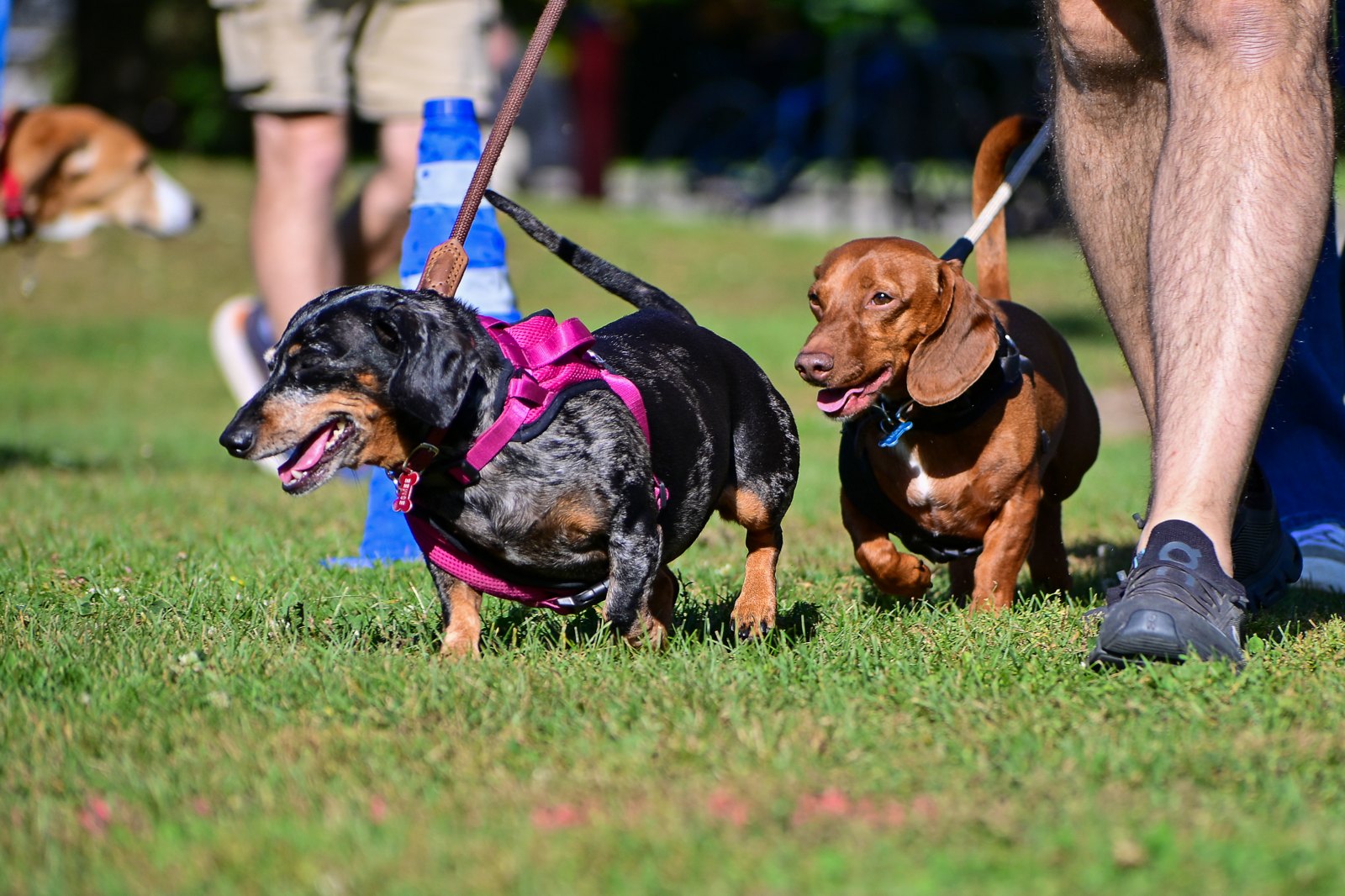 BetterDog dogs and their people at a Pack Walk