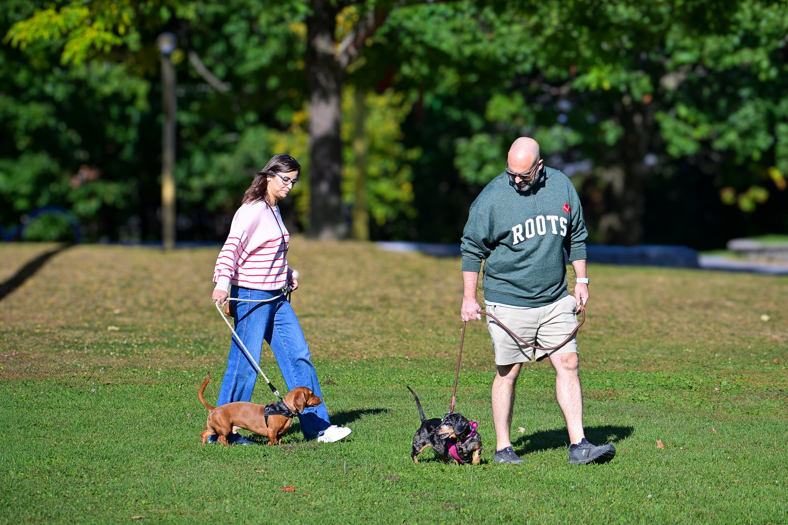 BetterDog dogs and their people at a Pack Walk