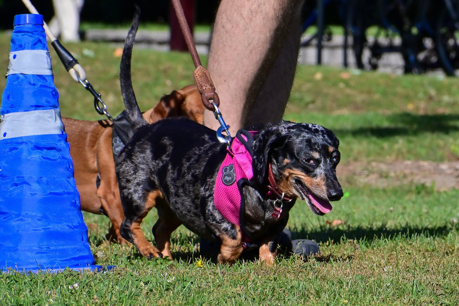 BetterDog dogs and their people at a Pack Walk