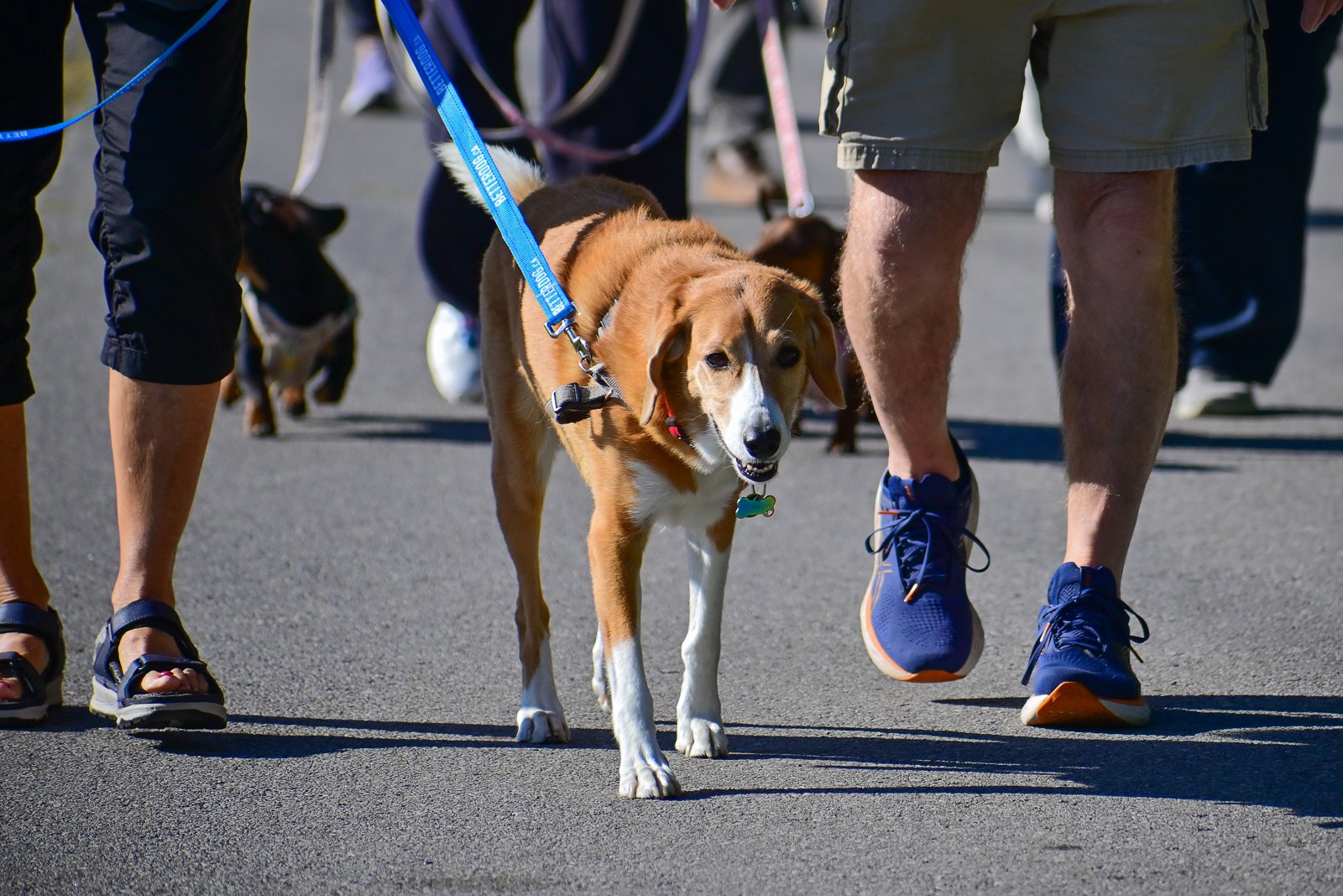BetterDog dogs and their people at a Pack Walk