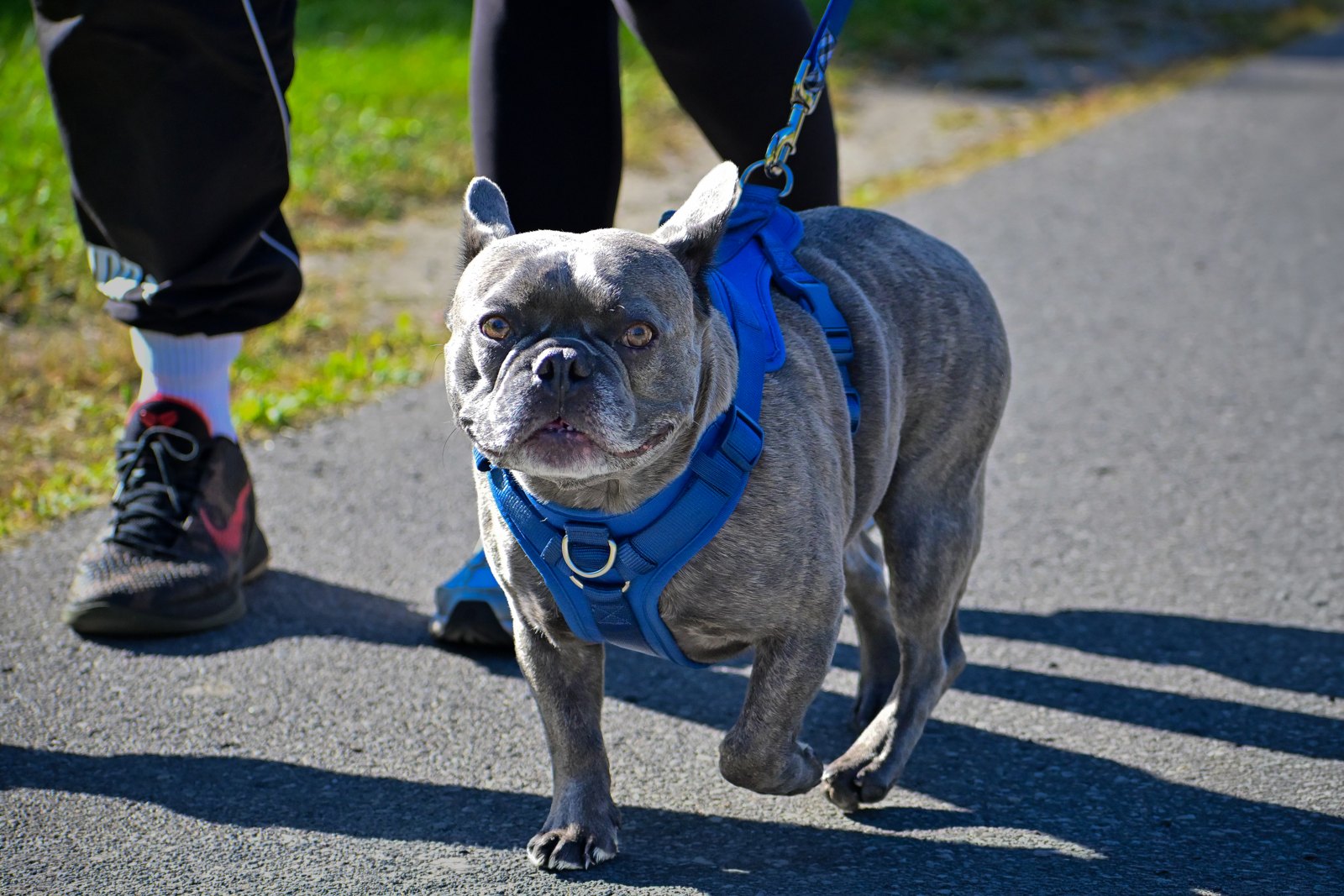 Major walking at a BetterDog Pack Walk