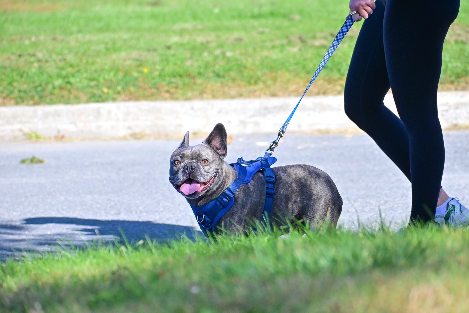 BetterDog dogs and their people at a Pack Walk